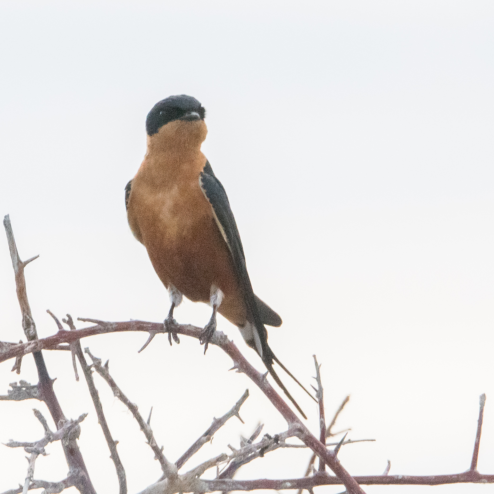 Hirondelle à ventre roux (Red-breasted swallow, Cecropis semirufa), Namutoni, Parc National d'Etosha, Namibie.